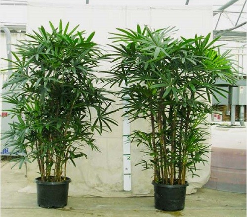 11 loại cây hút sạch sóng bức xạ bạn nên trồng trong nhà